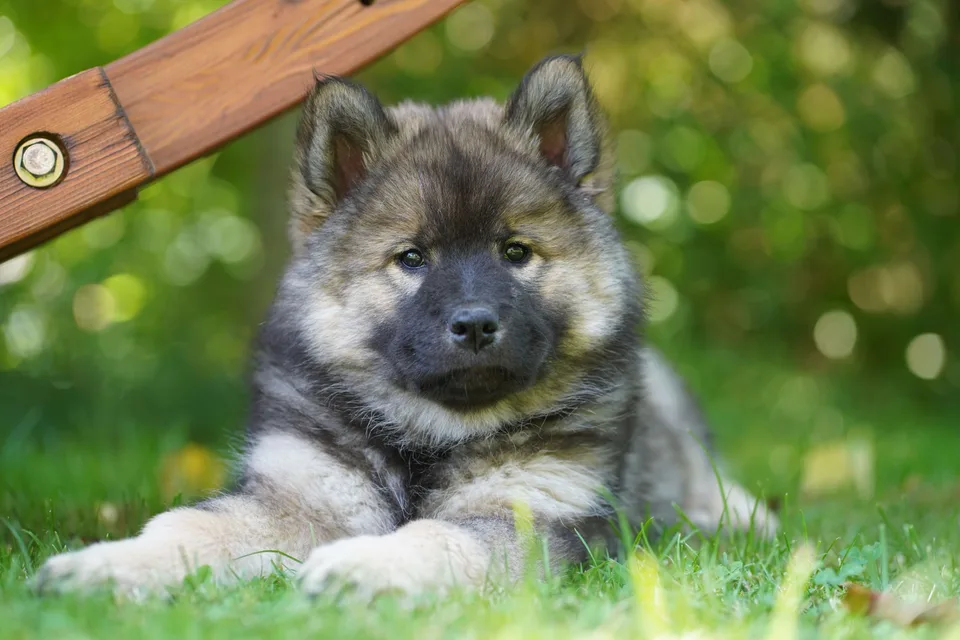 Ein junger Hund im Gras