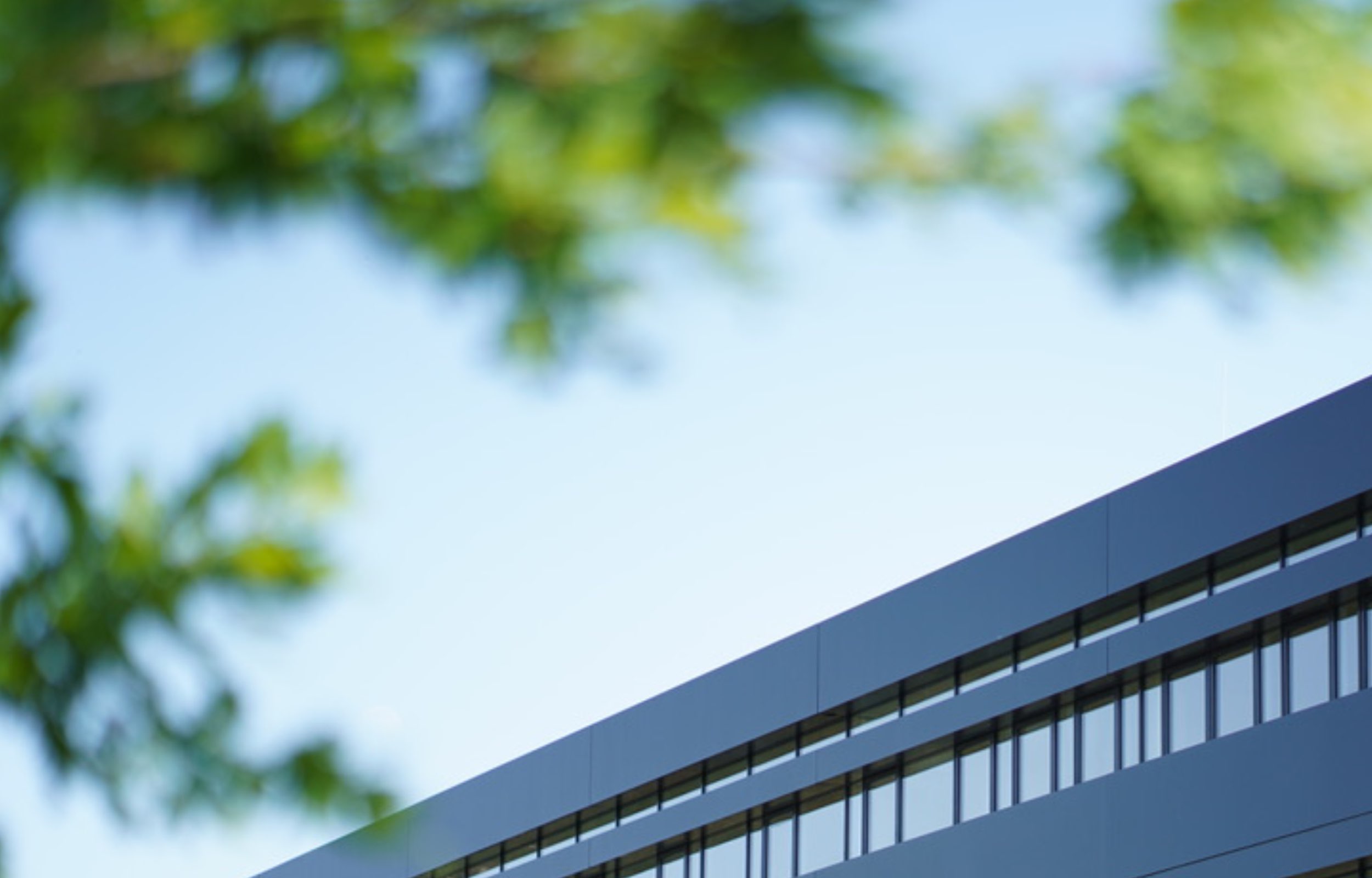 Gebäude der Hochschule Neu-Ulm hinter grünen Blättern