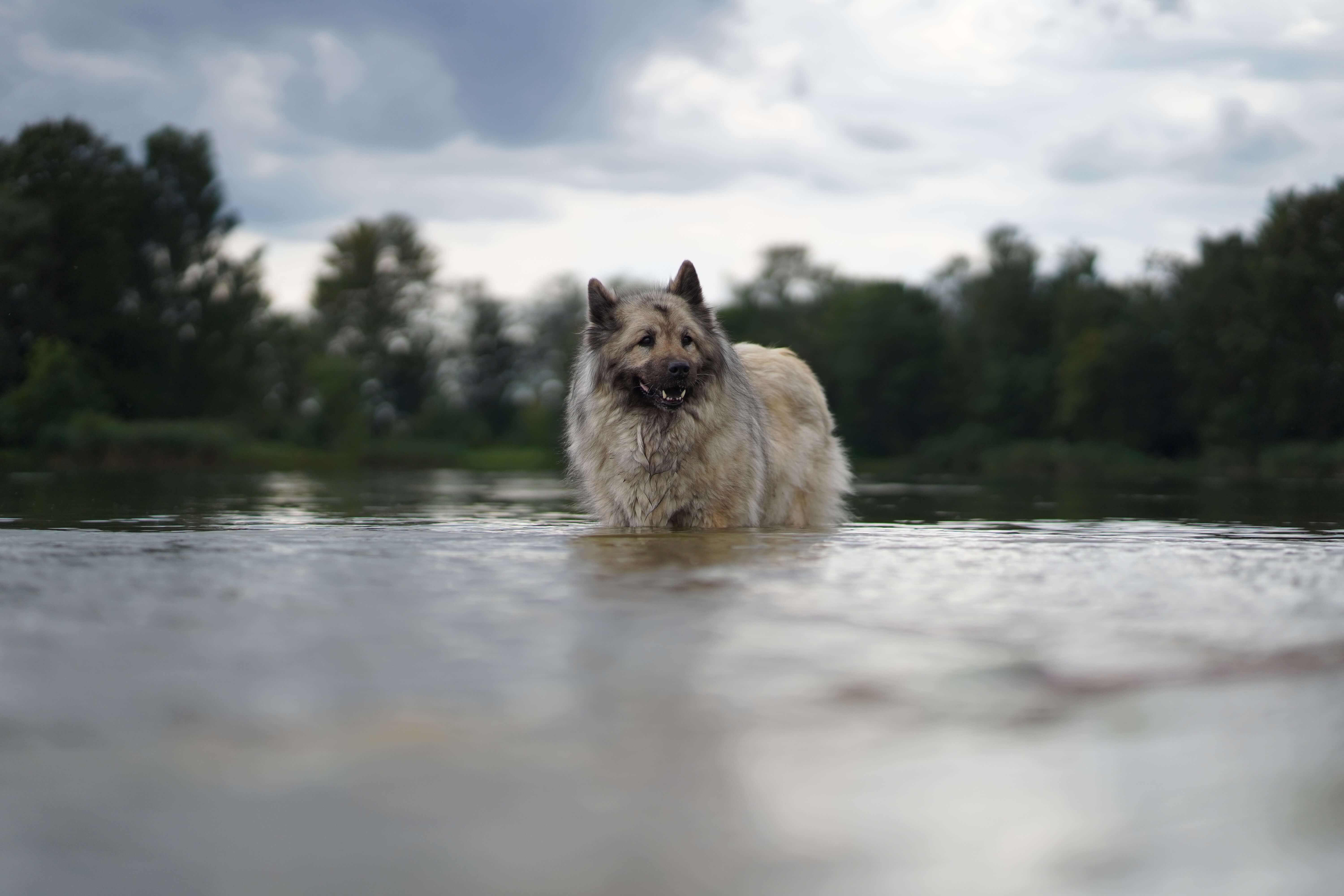 Tierfotografie draußen