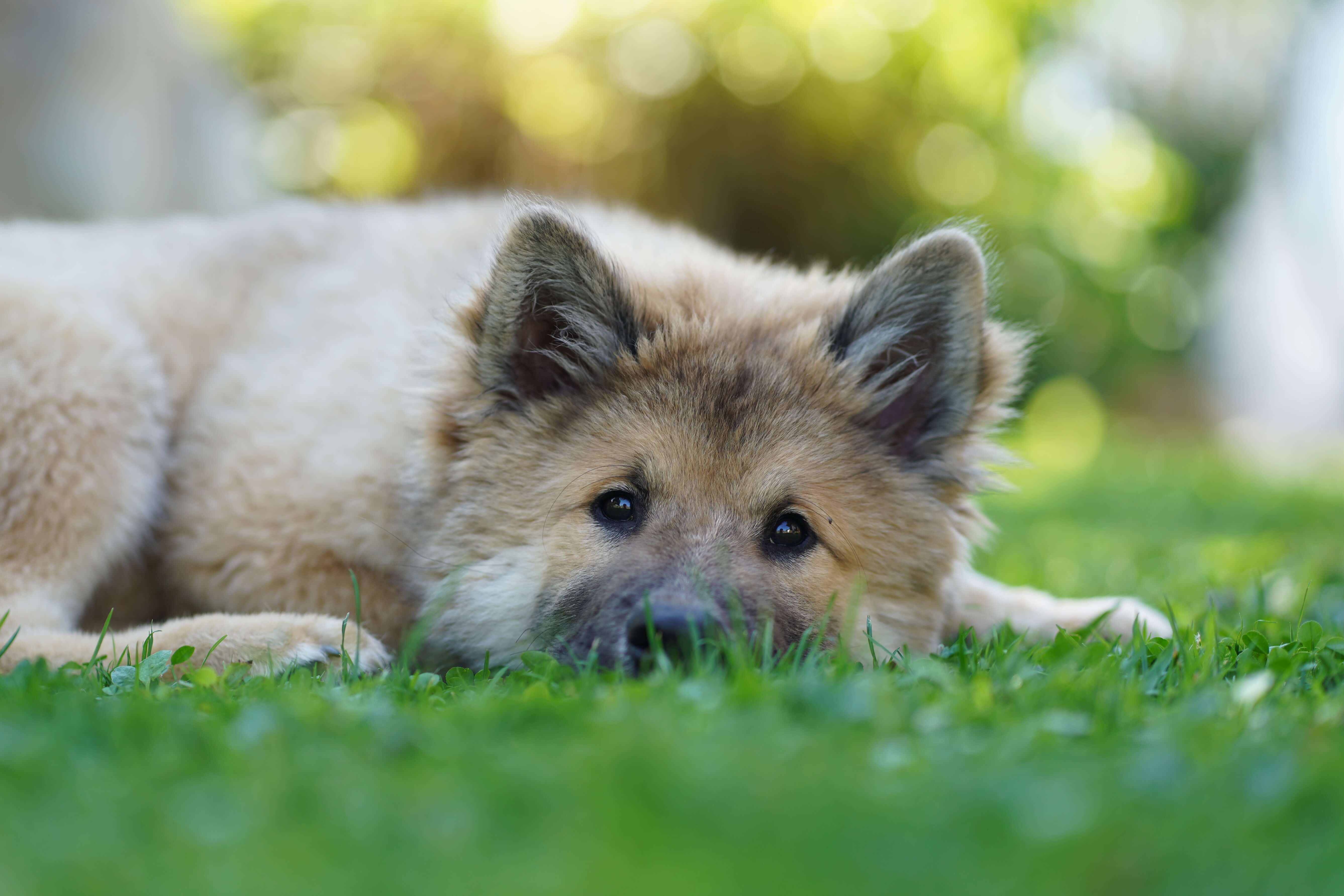 Hund in natürlicher Umgebung