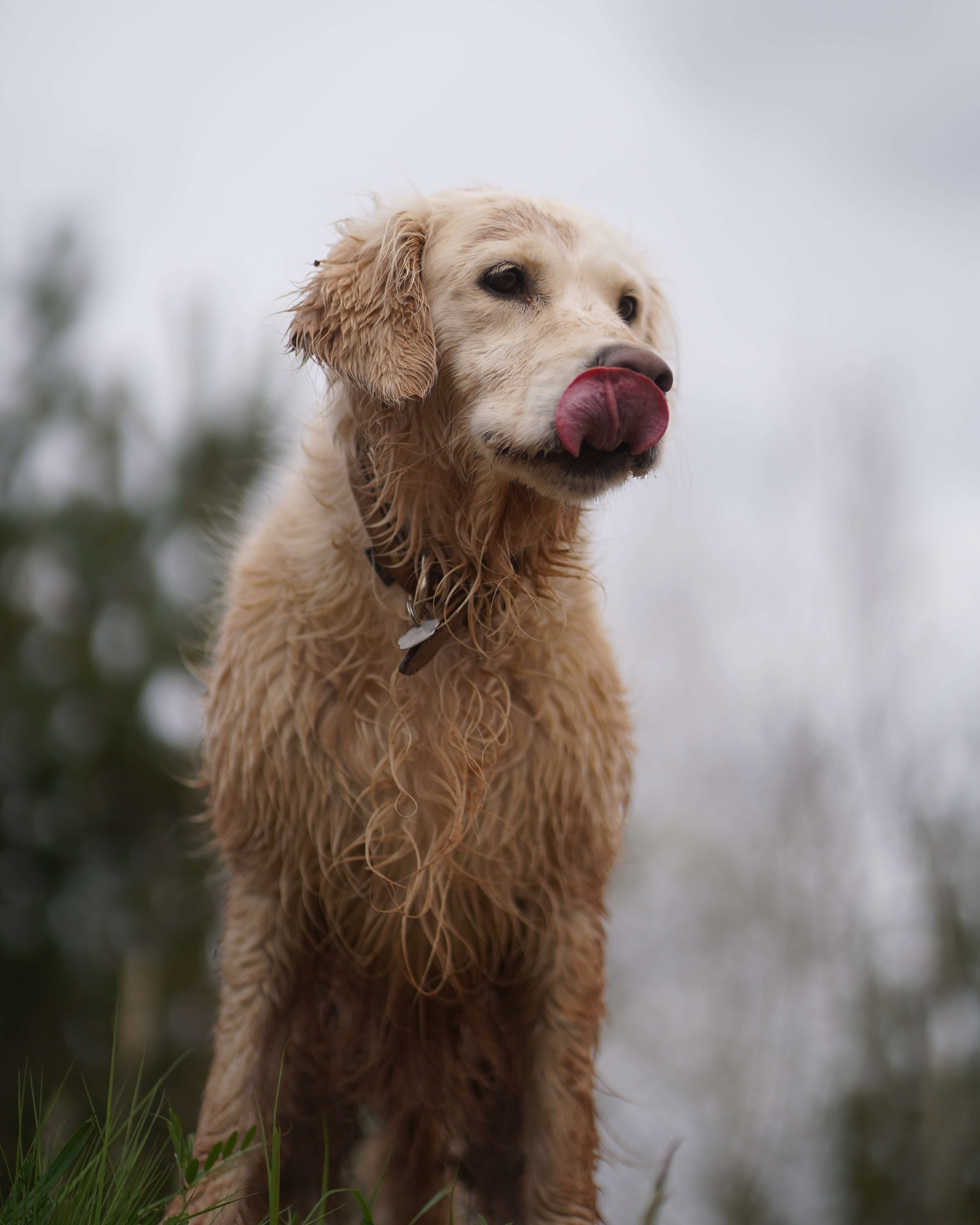Aufmerksames Tierportrait