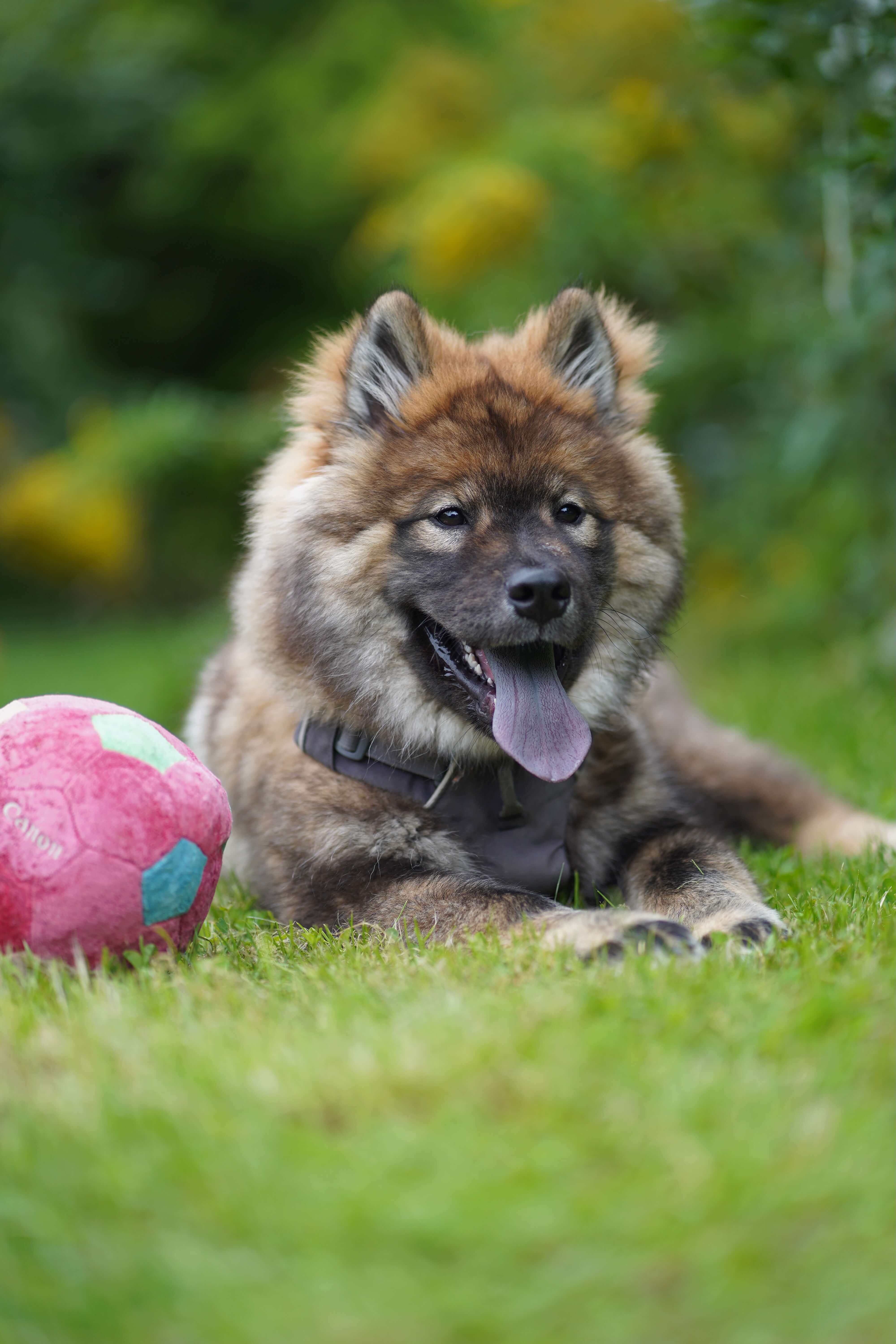 Tierportrait mit weichem Hintergrund
