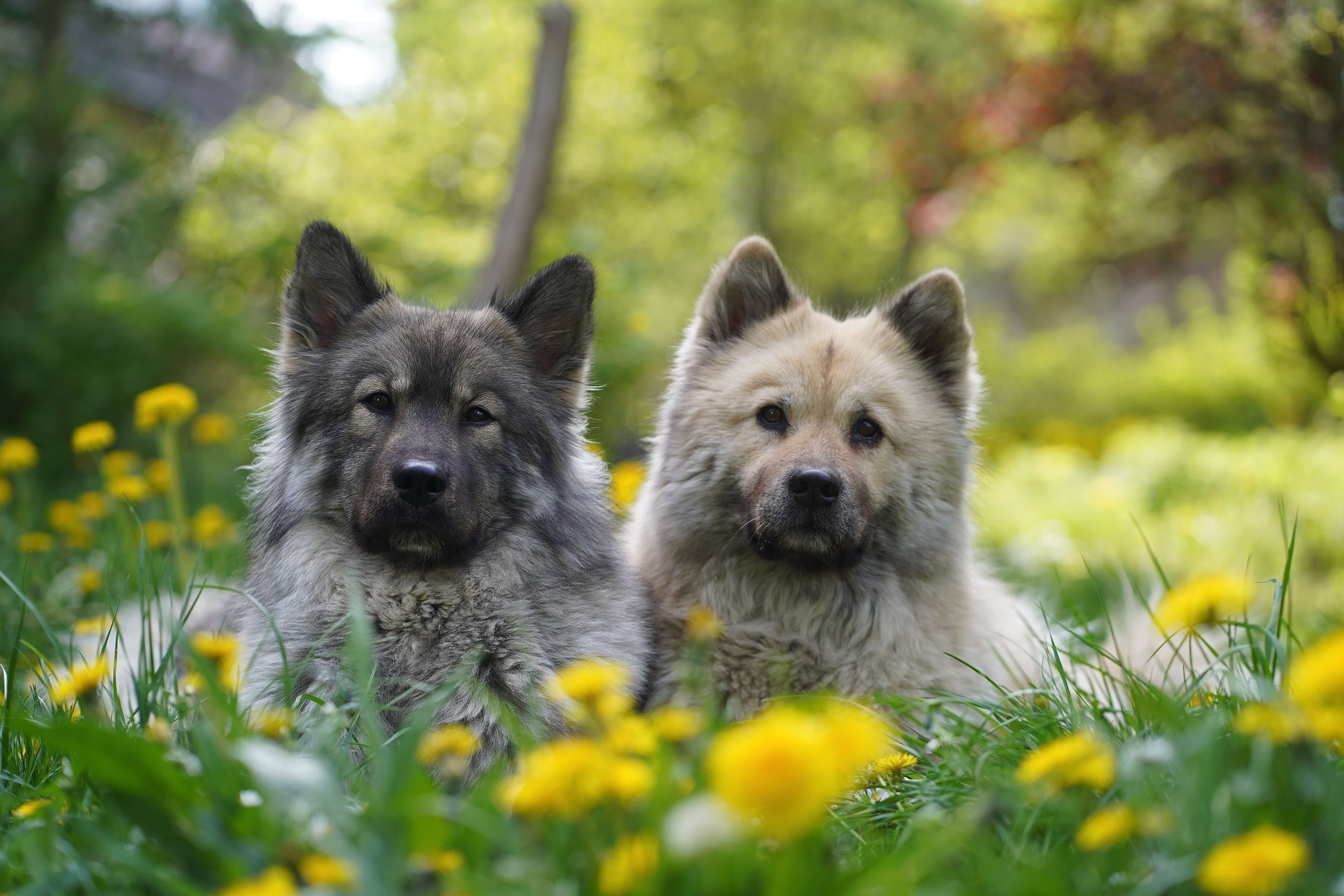 Tierfotografie mit zwei Hunden