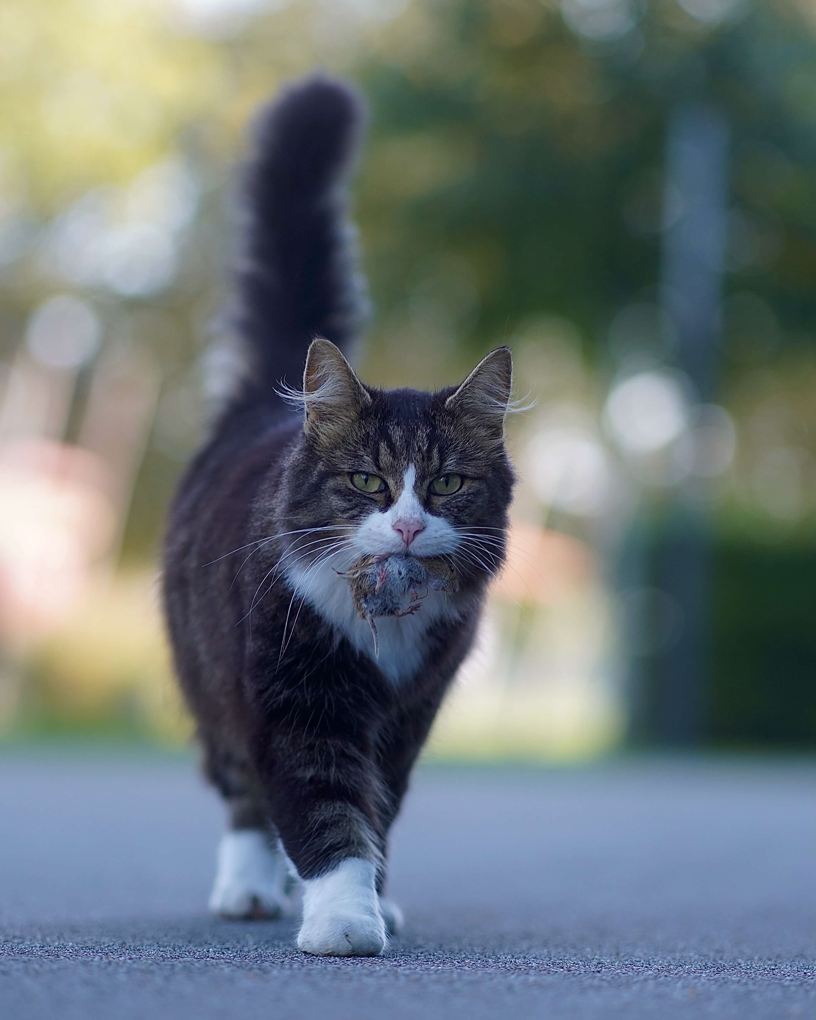 Tierportrait im Hochformat